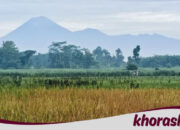Erupsi Gunung Semeru Meneror Lebaran, Abu 800 Meter Meredam Ritual Tradisi!