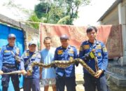 Ular Sanca Raksasa 4 Meter Serang Ayam Ternak di Bogor, Damkar Tangani Secepatnya!