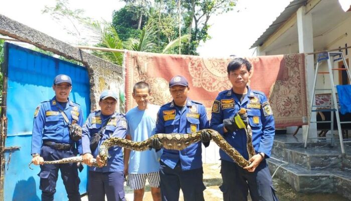 Ular Sanca Raksasa 4 Meter Serang Ayam Ternak di Bogor, Damkar Tangani Secepatnya!