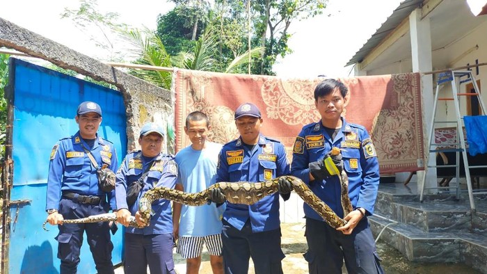 Ular Sanca Raksasa 4 Meter Serang Ayam Ternak di Bogor, Damkar Tangani Secepatnya!