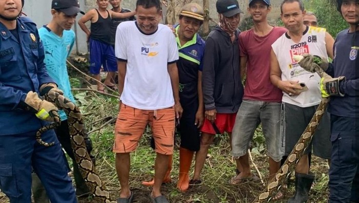 Warga Depok Gegara Ular Sanca 3 Meter, Damkar Segera Evakuasi