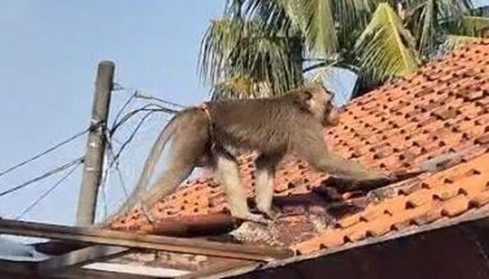 Depok Heboh! Monyet yang Seringgang, Warga Girang Melihatnya Ditangkap
