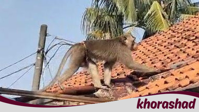 Depok Heboh! Monyet yang Seringgang, Warga Girang Melihatnya Ditangkap