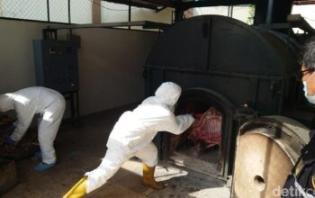 2,9 Ton Daging Celeng Ilegal dari Lampung Dimusnahkan, Guncang Pasar Palangkaraya dengan Fakta Mengejutkan