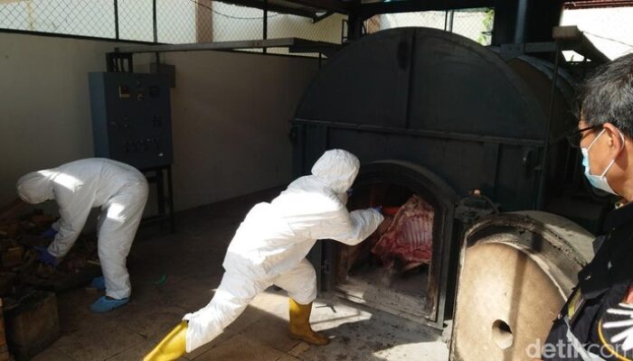 2,9 Ton Daging Celeng Ilegal dari Lampung Dimusnahkan, Guncang Pasar Palangkaraya dengan Fakta Mengejutkan