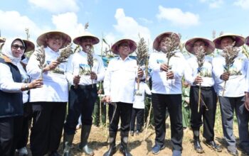 “Mendes Taruh Harapan pada Sorgum Blora, Benarkah Indonesia Bisa Jadi Lumbung Pangan Dunia?”