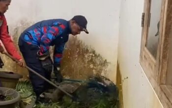 3 Musang Masuk Rumah Warga di Bogor, Damkar Evakuasi dalam Operasi Cepat!