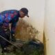 3 Musang Masuk Rumah Warga di Bogor, Damkar Evakuasi dalam Operasi Cepat!
