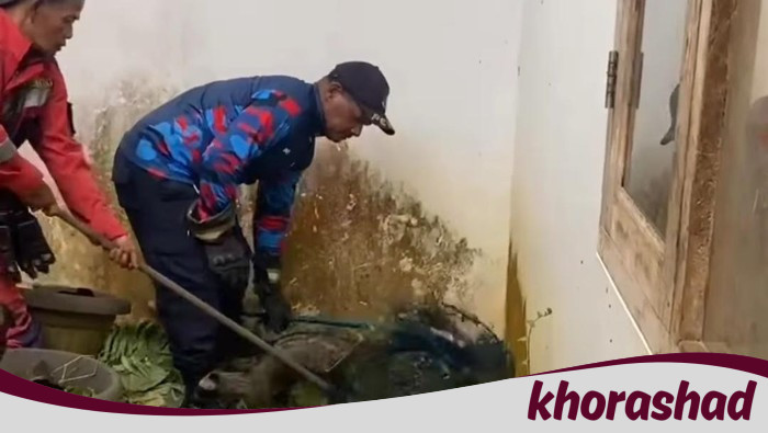 3 Musang Masuk Rumah Warga di Bogor, Damkar Evakuasi dalam Operasi Cepat!