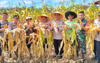 46 Ton Jagung dari Polda Jambi, Langkah Nyata Dukung Ketahanan Pangan