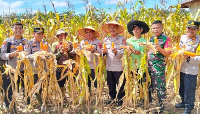 46 Ton Jagung dari Polda Jambi, Langkah Nyata Dukung Ketahanan Pangan