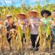 46 Ton Jagung dari Polda Jambi, Langkah Nyata Dukung Ketahanan Pangan