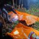 Kematian Misterius 2 Bocah Kakak Adik di Lampung: Polisi Pastikan Korban Pembunuhan