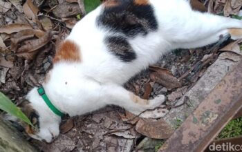 Geger Belasan Kucing di Malang Mati Mendadak, Kejang-Lidah Membiru, Sebanyak 15 Ekor Kucing Tewas dalam Tiga Hari