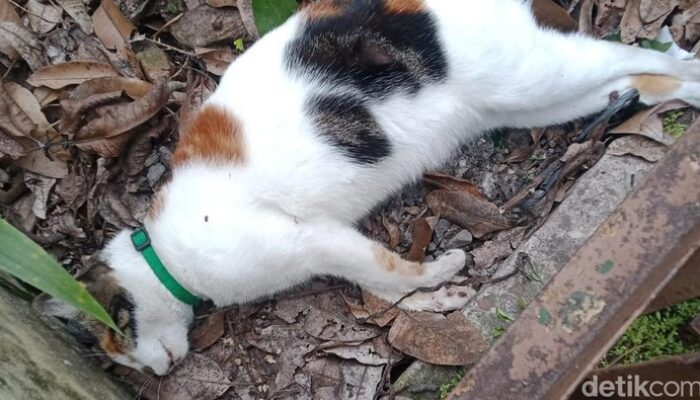 Geger Belasan Kucing di Malang Mati Mendadak, Kejang-Lidah Membiru, Sebanyak 15 Ekor Kucing Tewas dalam Tiga Hari