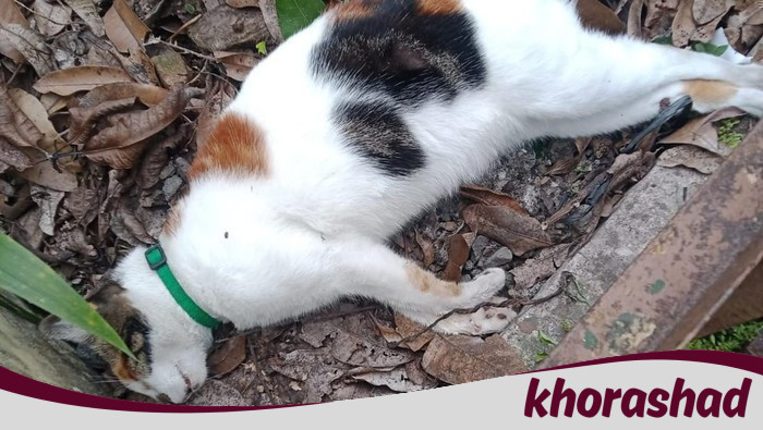 Geger Belasan Kucing di Malang Mati Mendadak, Kejang-Lidah Membiru, Sebanyak 15 Ekor Kucing Tewas dalam Tiga Hari