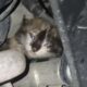 Anak Kucing di Palembang Menderita, Terjebak dalam Mesin Motor, Pemilik Panggil Damkar untuk Pertolongan!