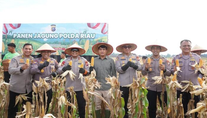 “Dukung Swasembada Pangan, Polda Riau Sukses Panen Raya 82 Ton Jagung, Inspirasi untuk Semua!”