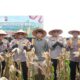“Dukung Swasembada Pangan, Polda Riau Sukses Panen Raya 82 Ton Jagung, Inspirasi untuk Semua!”