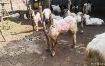 **”Kurban Kambing untuk Satu Keluarga: Bolehkah? Ini Jawabannya!”**