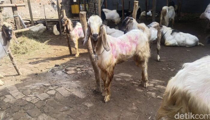 **”Kurban Kambing untuk Satu Keluarga: Bolehkah? Ini Jawabannya!”**