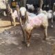 **”Kurban Kambing untuk Satu Keluarga: Bolehkah? Ini Jawabannya!”**