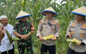 Polres Depok Berkontribusi Besar, Panen 2 Ton Jagung untuk Ketahanan Pangan