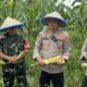 Polres Depok Berkontribusi Besar, Panen 2 Ton Jagung untuk Ketahanan Pangan