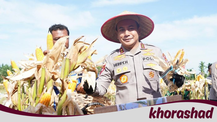 **Potret Panen Raya Jagung di Riau: Dari Rohul hingga Pelalawan, Menjelang Musim Kekeringan?**
