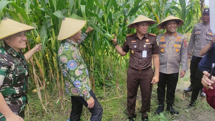 Swasembada Pangan di Sidoarjo, Forkopimda Gelar Panen Raya Jagung Serentak!