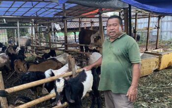 [Kurangnya Kebutuhan, Depok Menyaksikan Penurunan Jual Hewan Kurban Jelang Idul Adha]