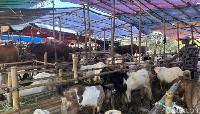 Perjuangan Akhir Hewan Kurban: Masjid Sunda Kelapa dan Al Azhar Jakarta Siap Sembelih Besok