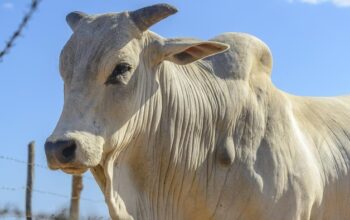 Darurat! Sapi Kurban Jaksel Tercebur Kolam 5 Meter, Seorang Petani Putus Asa