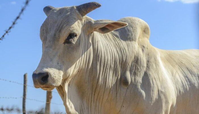 Darurat! Sapi Kurban Jaksel Tercebur Kolam 5 Meter, Seorang Petani Putus Asa
