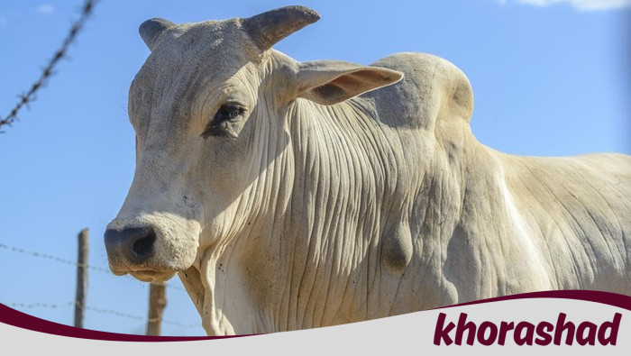 Darurat! Sapi Kurban Jaksel Tercebur Kolam 5 Meter, Seorang Petani Putus Asa