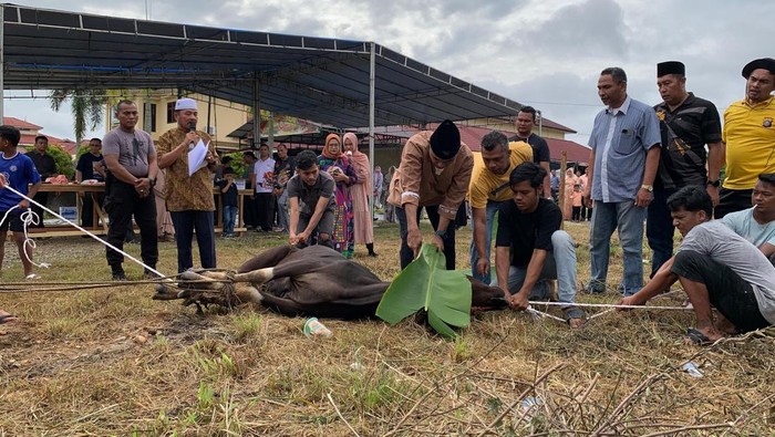 Polres Kampar Riau Bagikan 7 Ekor Sapi Kurban, Pilar Kebajikan di Tengah Masyarakat 💪