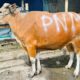 “Idul Adha & HUT Ke-26, PNM Ajak Masyarakat Berbagi di 26 Titik Sedekah Kurban, Solidaritas yang Menginspirasi”