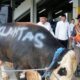 “Korlantas Polri Gelar Kurban 56 Sapi dan 16 Kambing, Menjelang Hari Raya Idul Adha”