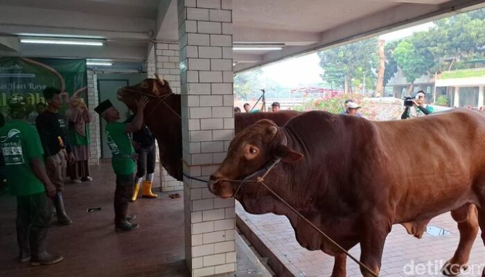 Siapa yang Berhak Memakan Daging Kurban? Hukum di Balik Praktik Panitia yang Controversial!
