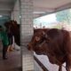 Siapa yang Berhak Memakan Daging Kurban? Hukum di Balik Praktik Panitia yang Controversial!