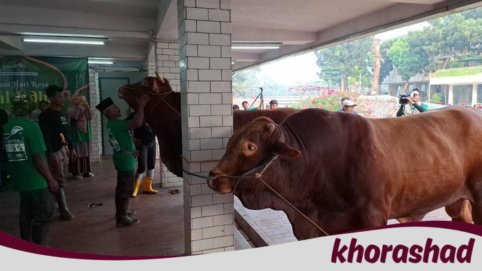 Siapa yang Berhak Memakan Daging Kurban? Hukum di Balik Praktik Panitia yang Controversial!