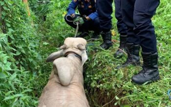 Sapi Kurban Lepas Masuk Parit di Depok, Damkar Turun Tangan Evakuasi – Update 1