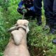 Sapi Kurban Lepas Masuk Parit di Depok, Damkar Turun Tangan Evakuasi – Update 1