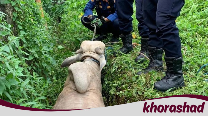 Sapi Kurban Lepas Masuk Parit di Depok, Damkar Turun Tangan Evakuasi - Update 1