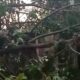 6 Pohon Tumbang di Depok, Warga Wajib Waspadai Ancaman pada Rumah dan Mobil!