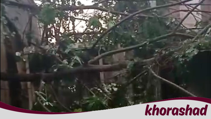 6 Pohon Tumbang di Depok, Warga Wajib Waspadai Ancaman pada Rumah dan Mobil!