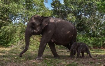 Gajah Domang dan Tari, Hewan Beruntung Jadi Warga Kehormatan dengan KTP dari Gubernur Riau