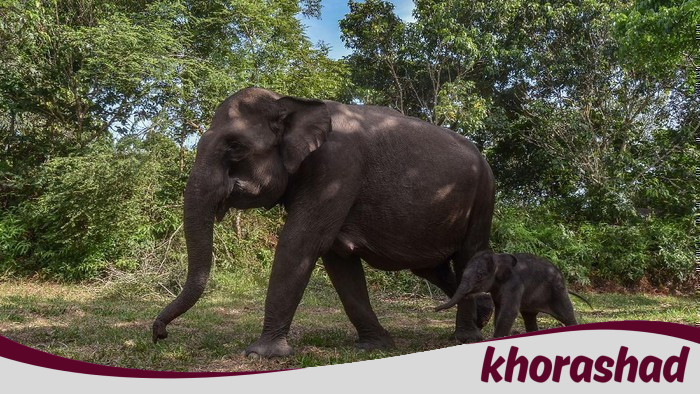 Gajah Domang dan Tari, Hewan Beruntung Jadi Warga Kehormatan dengan KTP dari Gubernur Riau