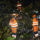 Hujan Deras-Angin Kencang di Bogor, Pohon Tumbang, Mobil Terdampak