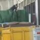 Tragedi Mengerikan di Cilincing: Kakek Jadi Korban Dongkrak dari Bajilo, Pelaku Ditangkap Polisi